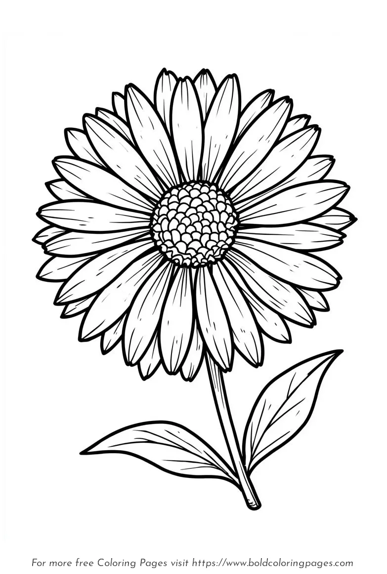 Large Print Aster Narrow Petals Coloring Page