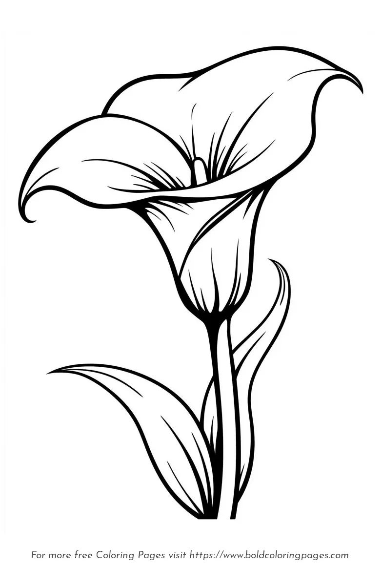 Large Print Calla Lily Curved Bloom Coloring Page