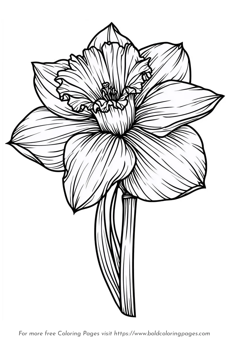 Large Print Daffodil Open Bloom Coloring Page