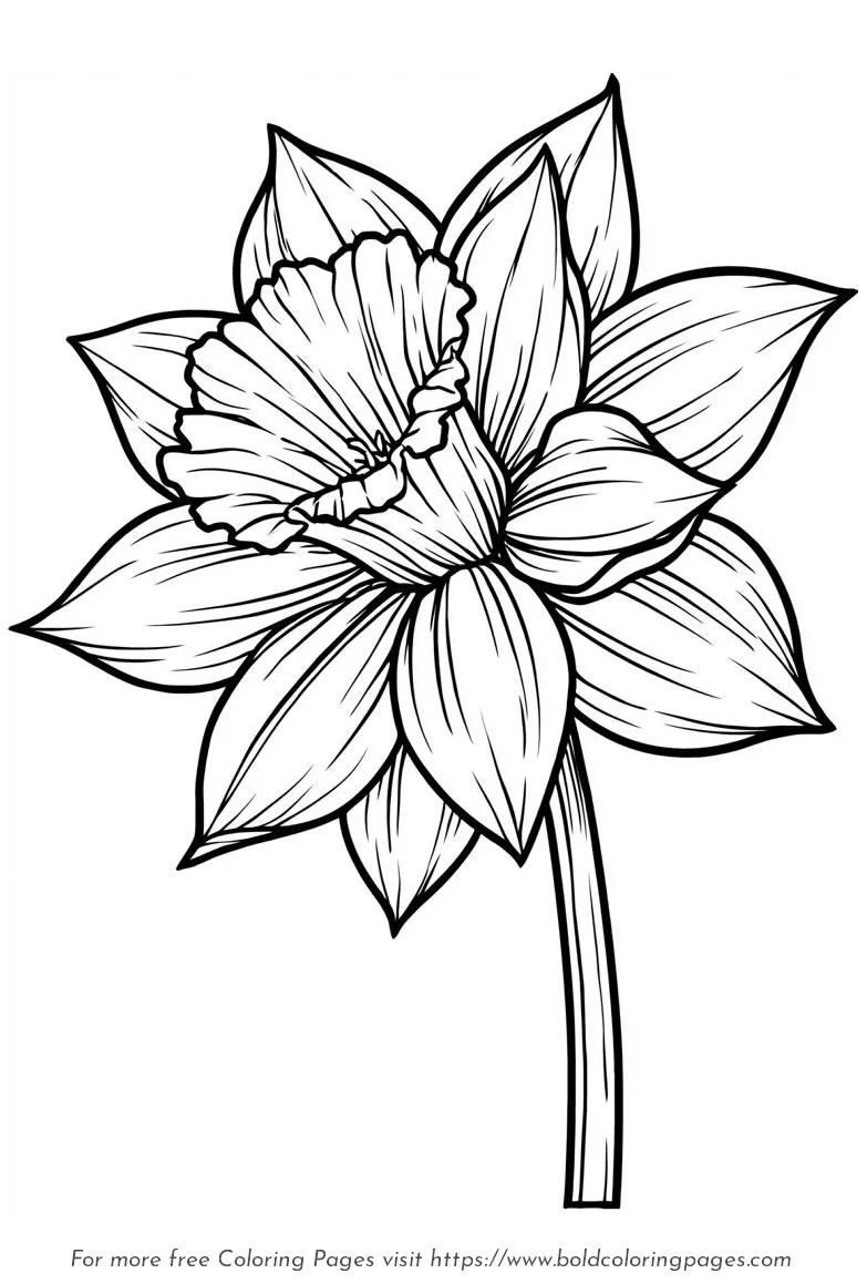 Large Print Daffodil Pointed Petals Coloring Page