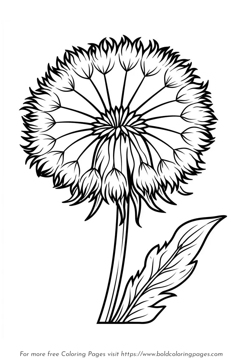 Large Print Dandelion Fluffy Flower Coloring Page