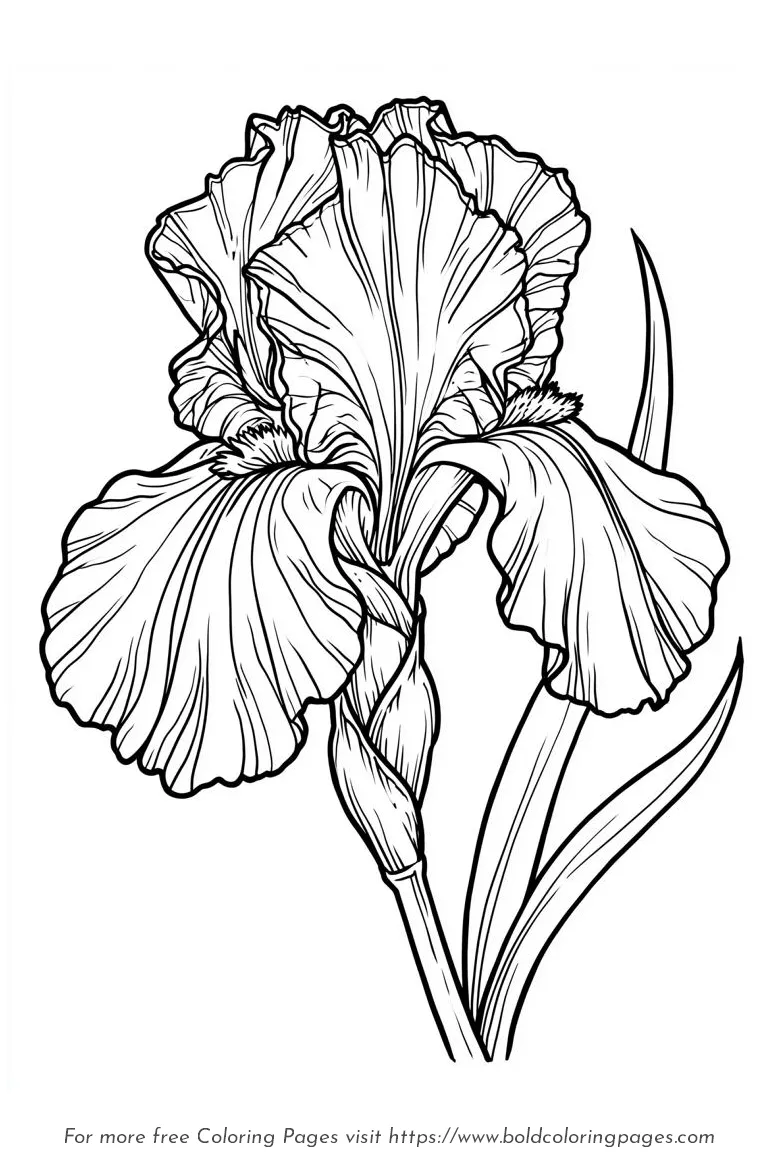Large Print Iris Flower Stem Coloring Page