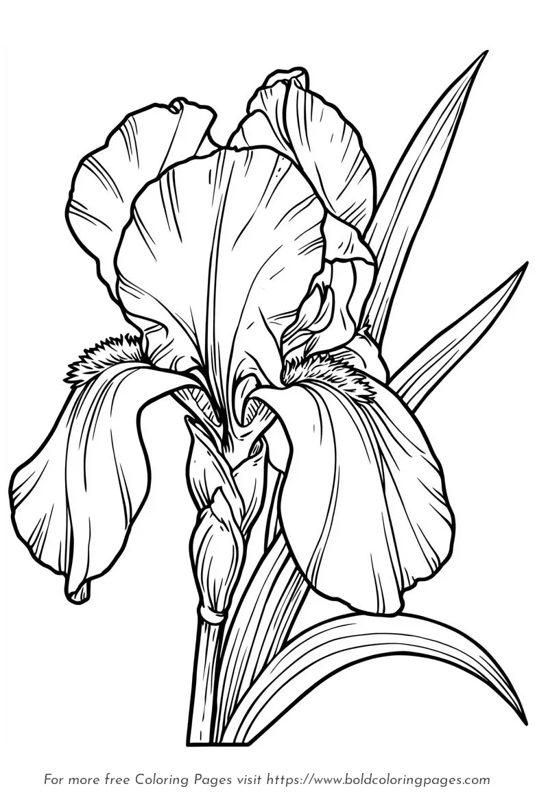 Large Print Iris Upright Petals Coloring Page