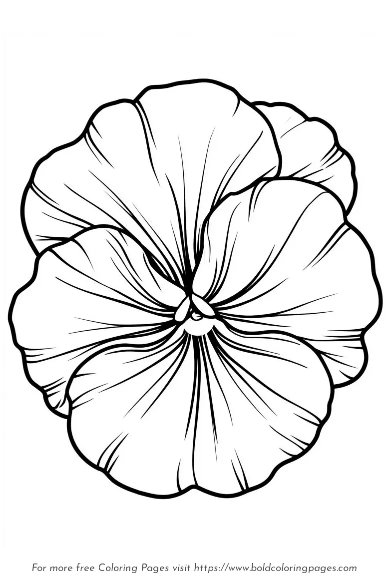Large Print Pansy Rounded Petals Coloring Page