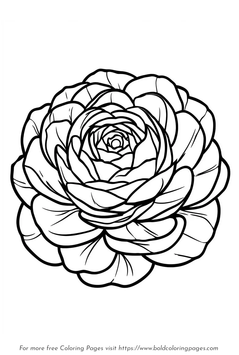 Large Print Ranunculus Layered Petals Coloring Page
