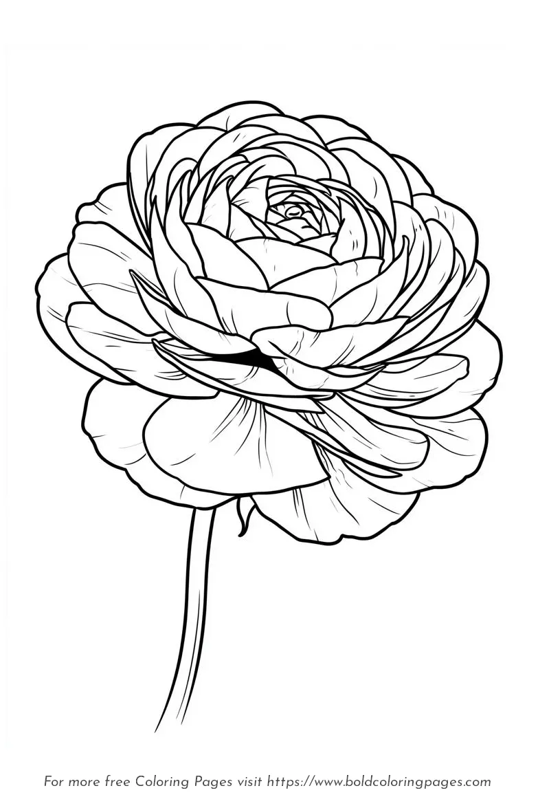 Large Print Ranunculus Open Flower Coloring Page