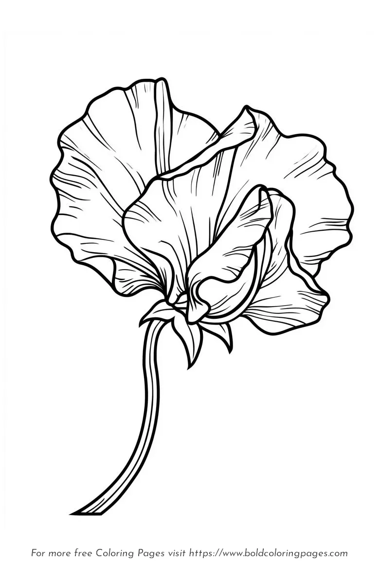 Large Print Sweet Pea Ruffled Petals Coloring Page